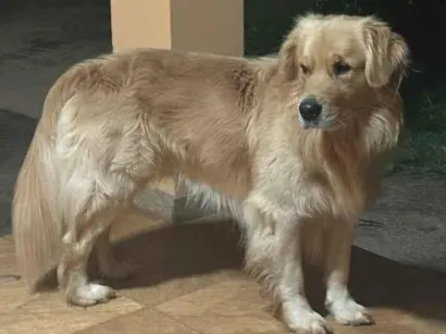 Cachorro raça SRD-ViraLata idade 2 anos nome Luck
