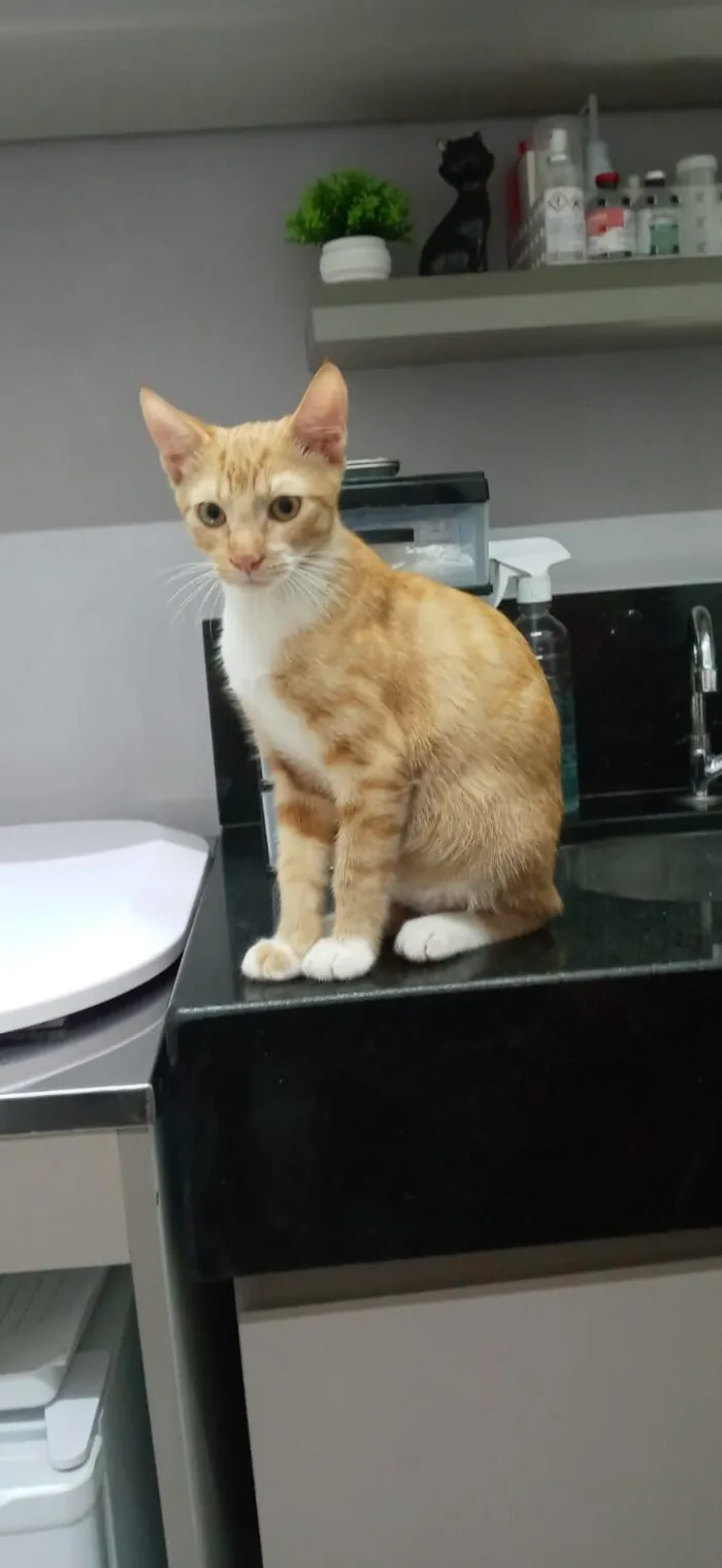 Gato raça SRD-ViraLata idade 7 a 11 meses nome Faísca 