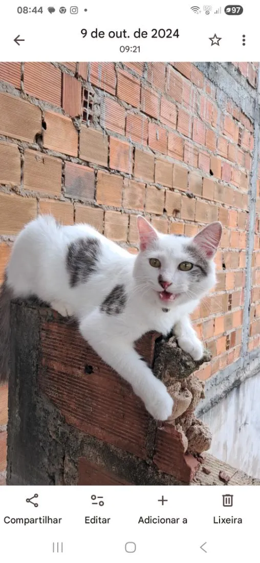 Gato raça SRD-ViraLata idade 1 ano nome Yuki