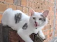 Yuki