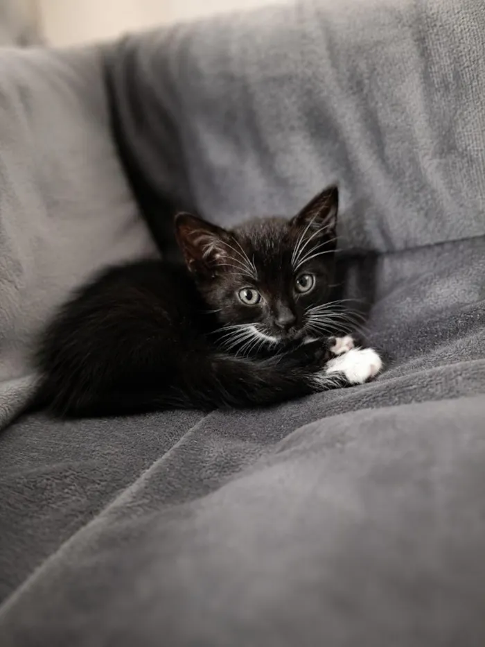 Gato raça SRD-ViraLata idade Abaixo de 2 meses nome Não tem 