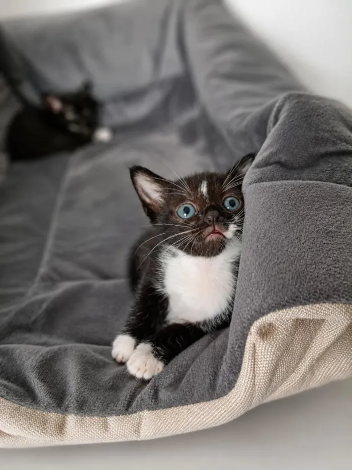 Gato raça SRD-ViraLata idade Abaixo de 2 meses nome Não tem 