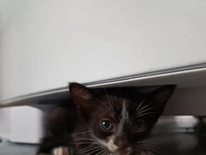 Gato raça SRD-ViraLata idade Abaixo de 2 meses nome Não tem 
