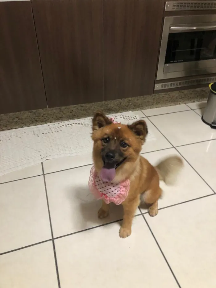 Cachorro raça SRD-ViraLata idade 4 anos nome Pandora