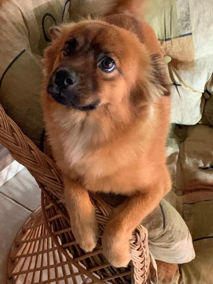 Cachorro raça SRD-ViraLata idade 4 anos nome Pandora