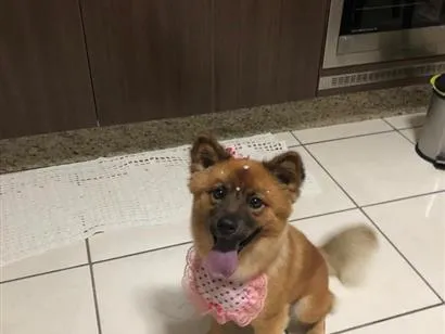 Cachorro raça SRD-ViraLata idade 4 anos nome Pandora