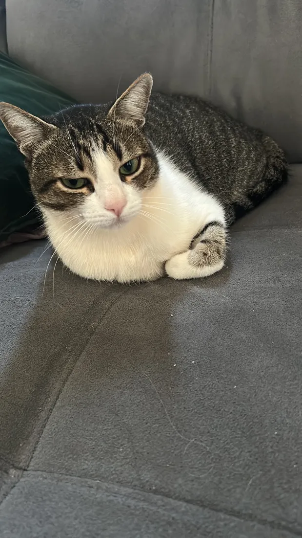 Gato raça SRD-ViraLata idade 4 anos nome Shelby