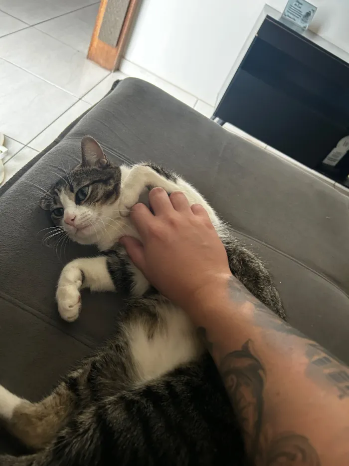 Gato raça SRD-ViraLata idade 4 anos nome Shelby