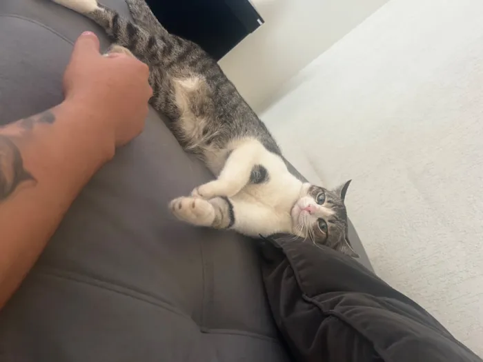 Gato raça SRD-ViraLata idade 4 anos nome Shelby