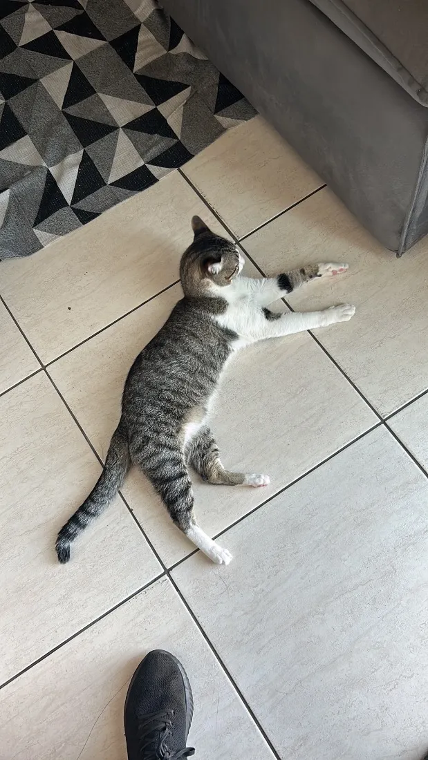 Gato raça SRD-ViraLata idade 4 anos nome Shelby