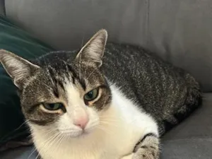 Gato raça SRD-ViraLata idade 4 anos nome Shelby