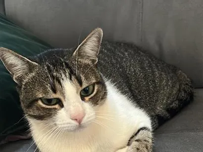 Gato raça SRD-ViraLata idade 4 anos nome Shelby