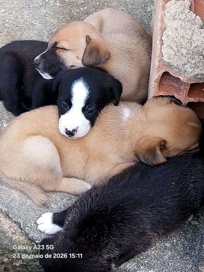 Cachorro raça SRD-ViraLata idade Abaixo de 2 meses nome Sol, Lua, Fred, Barney e Lyon