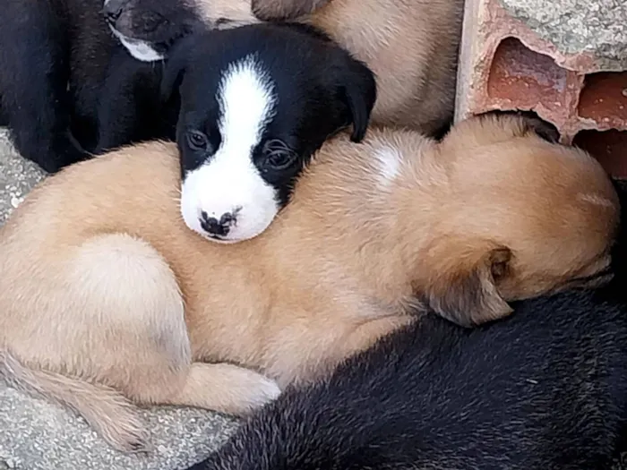 Cachorro raça SRD-ViraLata idade Abaixo de 2 meses nome Sol, Lua, Fred, Barney e Lyon
