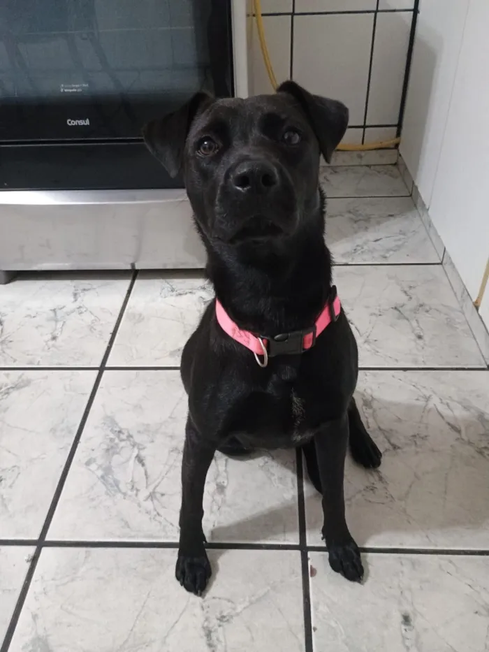 Cachorro raça SRD-ViraLata idade 1 ano nome Gaia