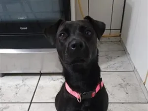 Cachorro raça SRD-ViraLata idade 1 ano nome Gaia