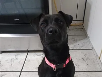 Cachorro raça SRD-ViraLata idade 1 ano nome Gaia