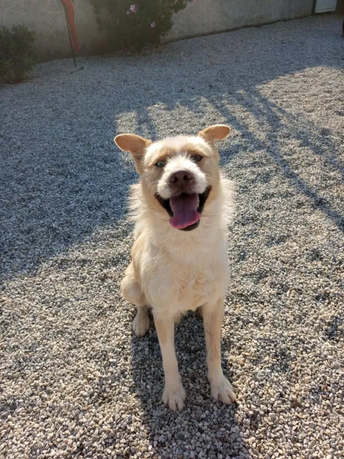 Cachorro raça SRD-ViraLata idade 4 anos nome zeus