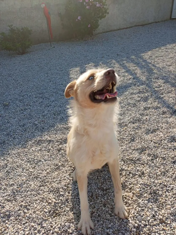 Cachorro raça SRD-ViraLata idade 4 anos nome zeus