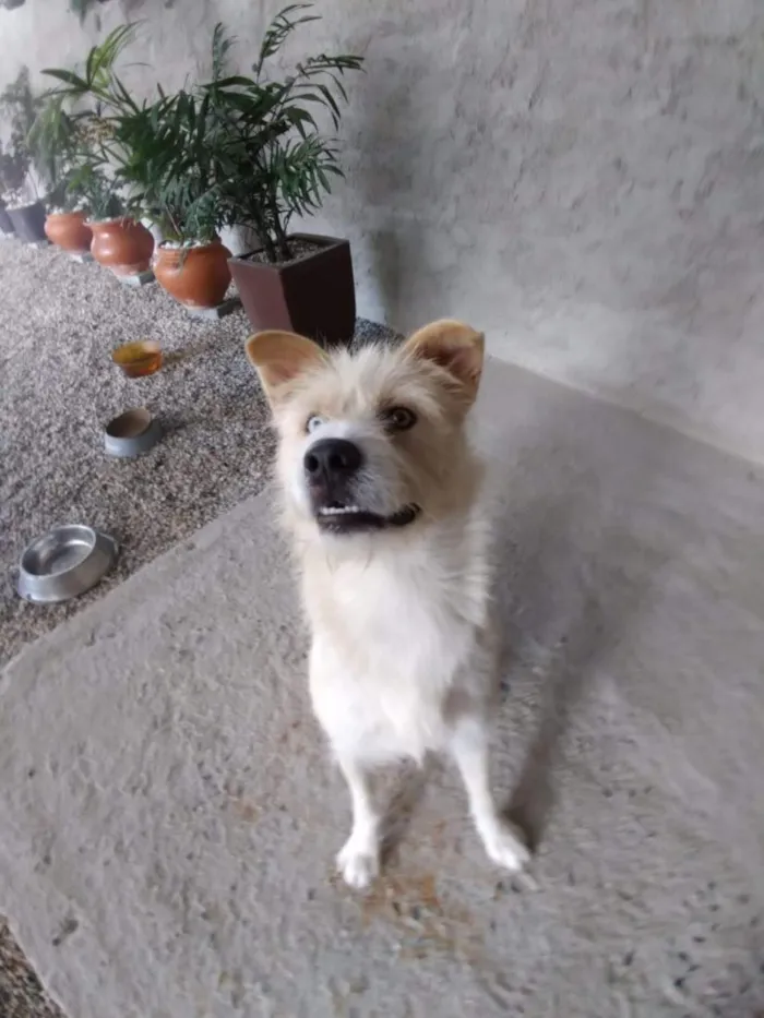 Cachorro raça SRD-ViraLata idade 4 anos nome zeus