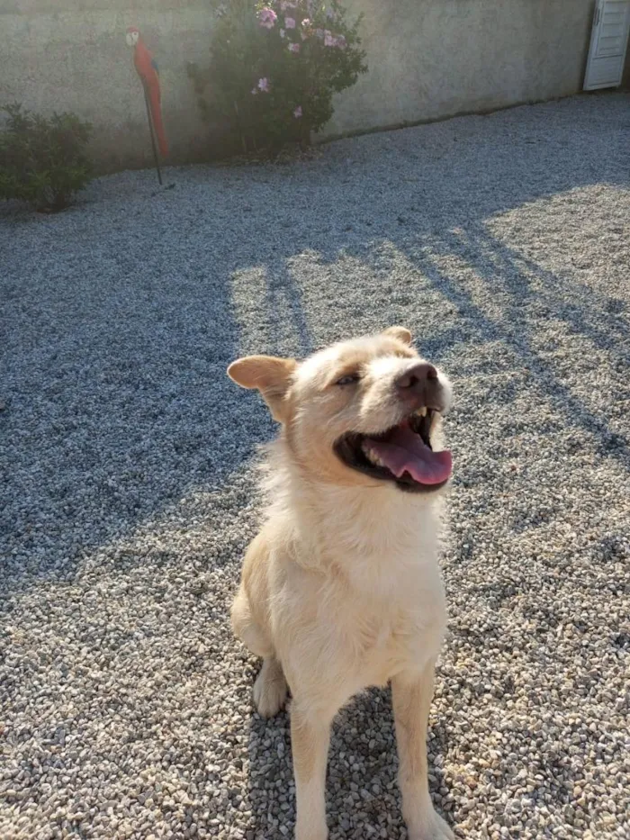 Cachorro raça SRD-ViraLata idade 4 anos nome zeus