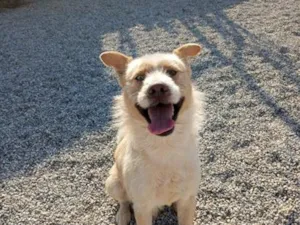 Cachorro raça SRD-ViraLata idade 4 anos nome zeus