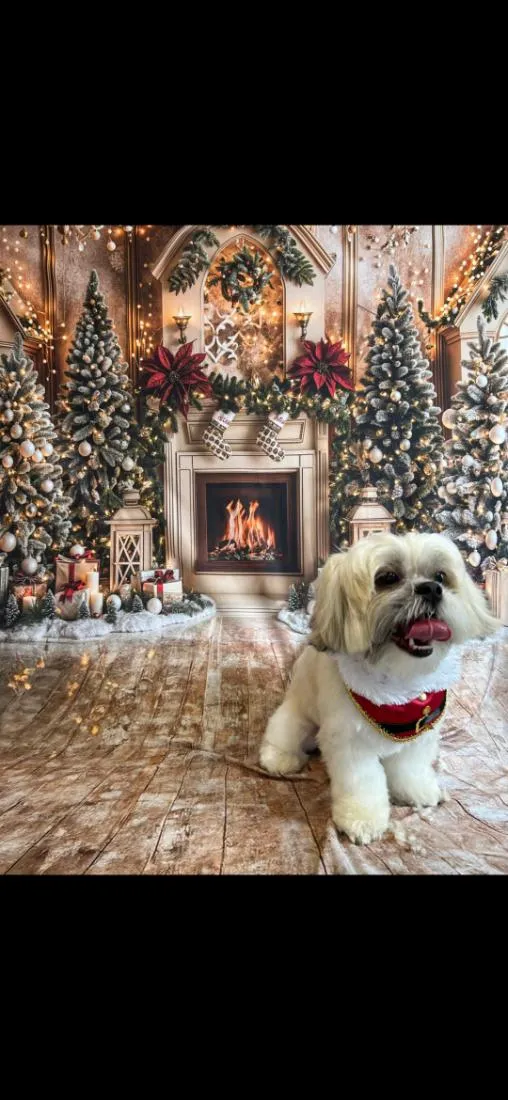 Cachorro raça Shitzu idade 4 anos nome Floquinho