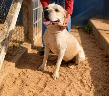 Cachorro raça SRD-ViraLata idade 6 ou mais anos nome Spayke