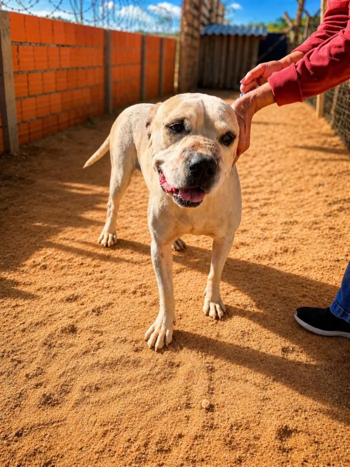 Cachorro raça SRD-ViraLata idade 6 ou mais anos nome Spayke