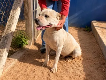 Cachorro raça SRD-ViraLata idade 6 ou mais anos nome Spayke
