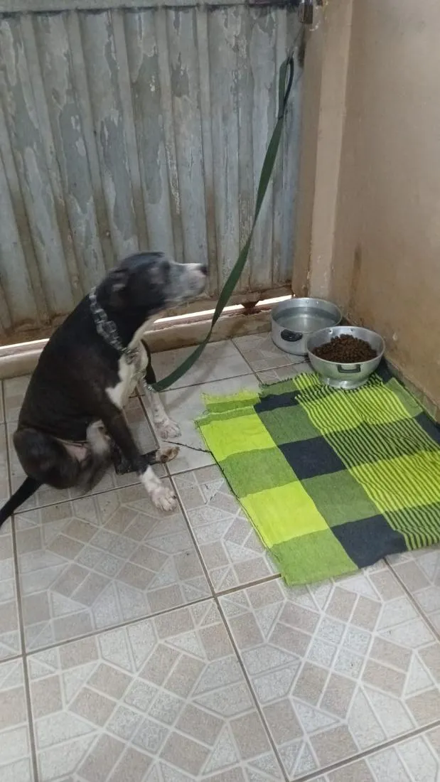 Cachorro raça Pit-Bull idade 6 ou mais anos nome Tina