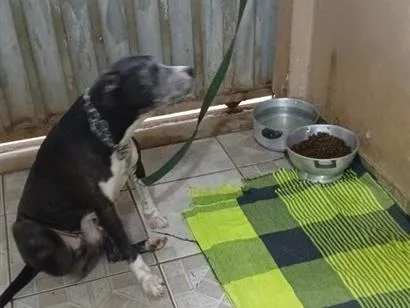 Cachorro raça Pit-Bull idade 6 ou mais anos nome Tina