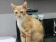 Faísca 