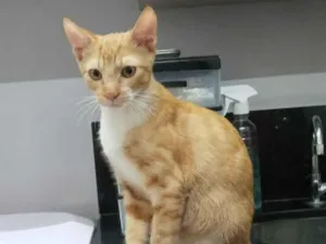 Gato raça SRD-ViraLata idade 7 a 11 meses nome Faísca 