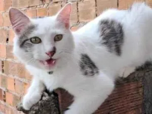 Gato raça SRD-ViraLata idade 1 ano nome Yuki