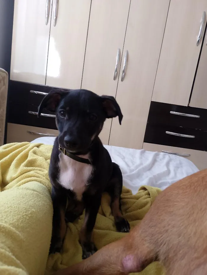 Cachorro raça SRD-ViraLata idade 2 a 6 meses nome Max 