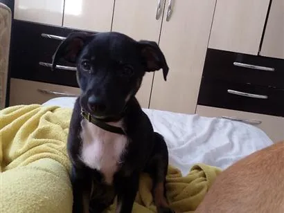 Cachorro raça SRD-ViraLata idade 2 a 6 meses nome Max 