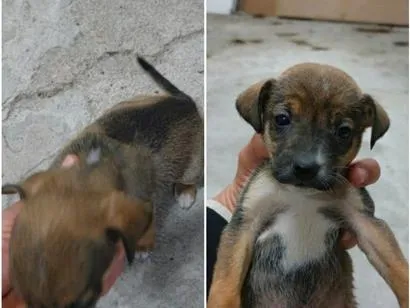 Cachorro raça SRD-ViraLata idade 2 a 6 meses nome Sem nome FILHOTE