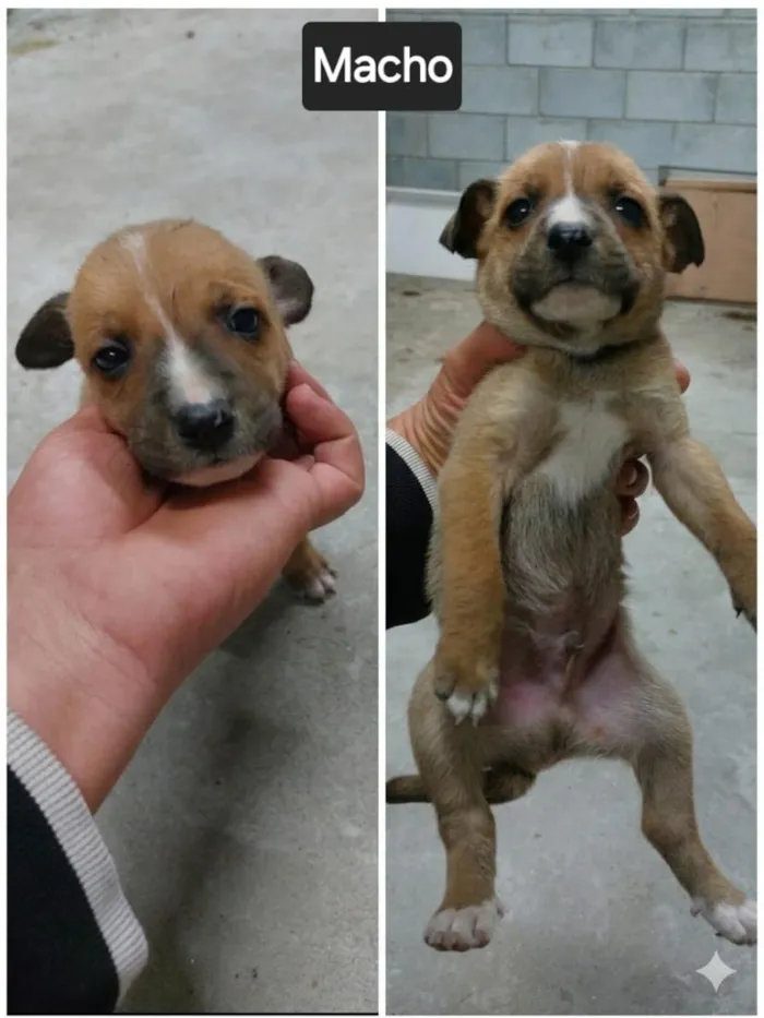Cachorro raça SRD-ViraLata idade Abaixo de 2 meses nome Sem nome FILHOTE