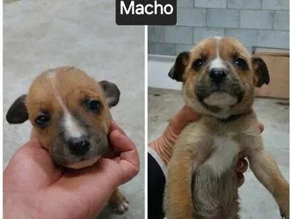 Cachorro raça SRD-ViraLata idade Abaixo de 2 meses nome Sem nome FILHOTE