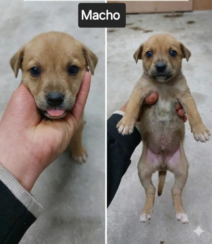Cachorro raça SRD-ViraLata idade Abaixo de 2 meses nome Sem Nome FILHOTE