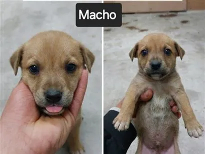 Cachorro raça SRD-ViraLata idade Abaixo de 2 meses nome Sem Nome FILHOTE