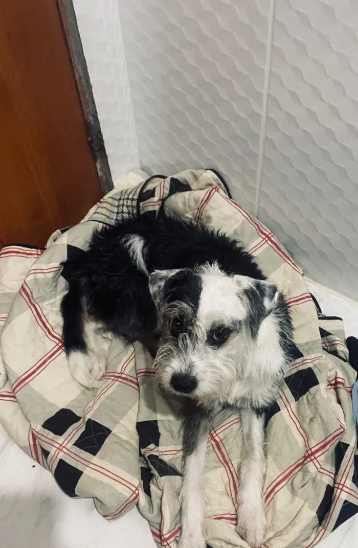 Cachorro raça SRD-ViraLata idade 1 ano nome Kira