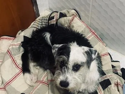 Cachorro raça SRD-ViraLata idade 1 ano nome Kira