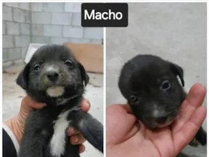 Cachorro raça SRD-ViraLata idade Abaixo de 2 meses nome Sem Nome FILHOTE