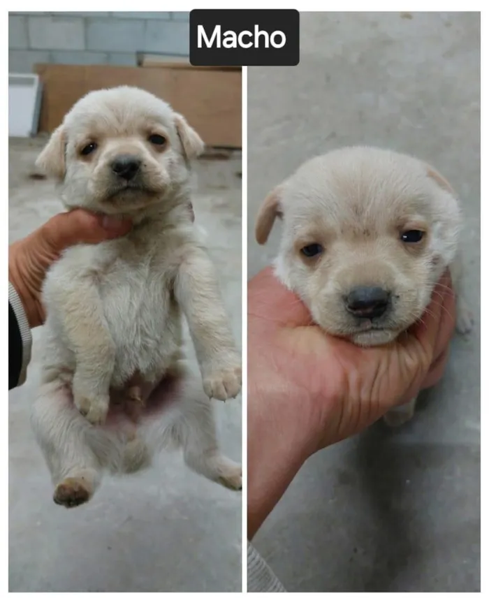 Cachorro raça SRD-ViraLata idade 2 a 6 meses nome Sem Nome FILHOTE