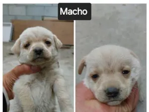 Cachorro raça SRD-ViraLata idade 2 a 6 meses nome Sem Nome FILHOTE