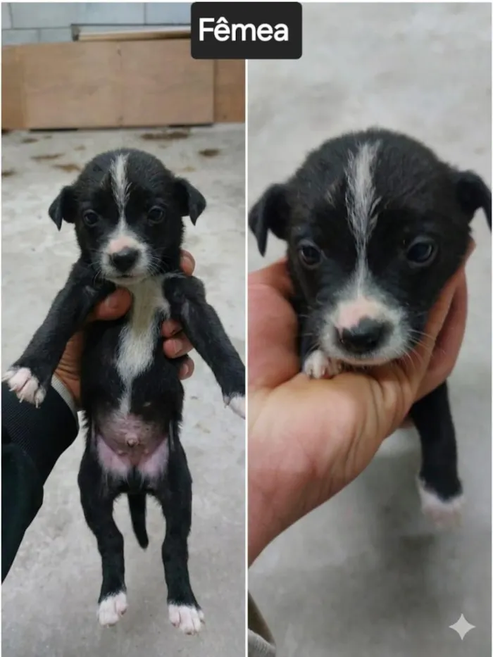 Cachorro raça SRD-ViraLata idade 2 a 6 meses nome Sem Nome FILHOTE