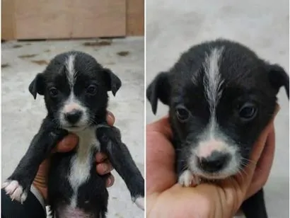 Cachorro raça SRD-ViraLata idade 2 a 6 meses nome Sem Nome FILHOTE