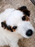 Bob 